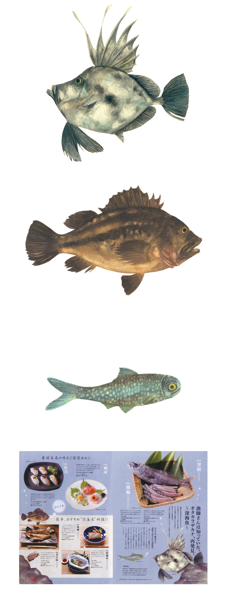淘寶美工唐仁原多里《三越之日》插畫 魚作品