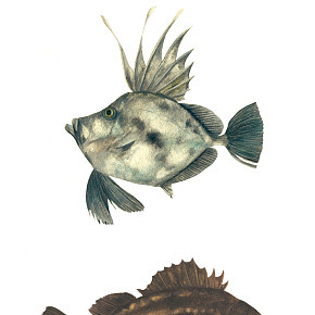《三越之日》插畫 魚