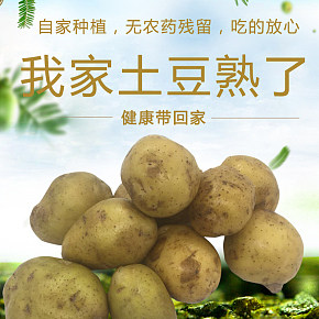 新鮮土豆主圖
