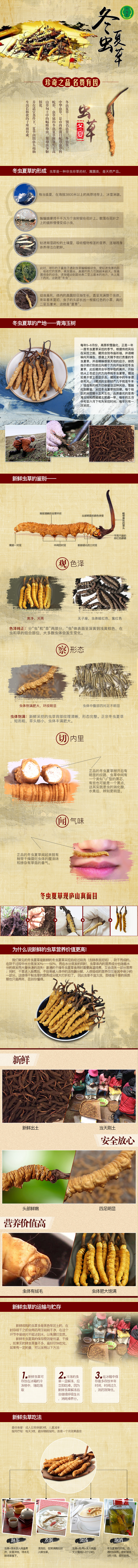 淘寶美工Z小石頭冬蟲夏草保健品詳情描述作品