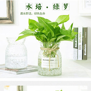 北歐風水栽植物玻璃花瓶透明客廳創(chuàng)意綠蘿水培花瓶擺件桌面新品