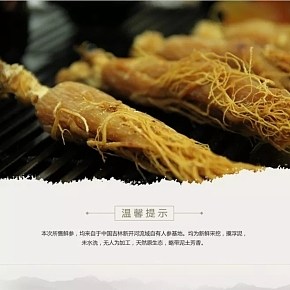 長白山鮮參剛出土