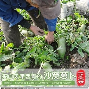 自产食品清爽罗卜详情