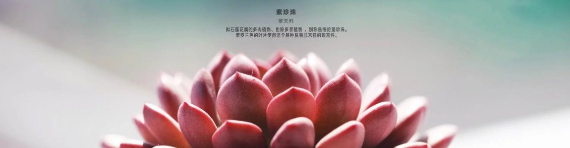 淘宝美工纯叶子中国网库交易网作品