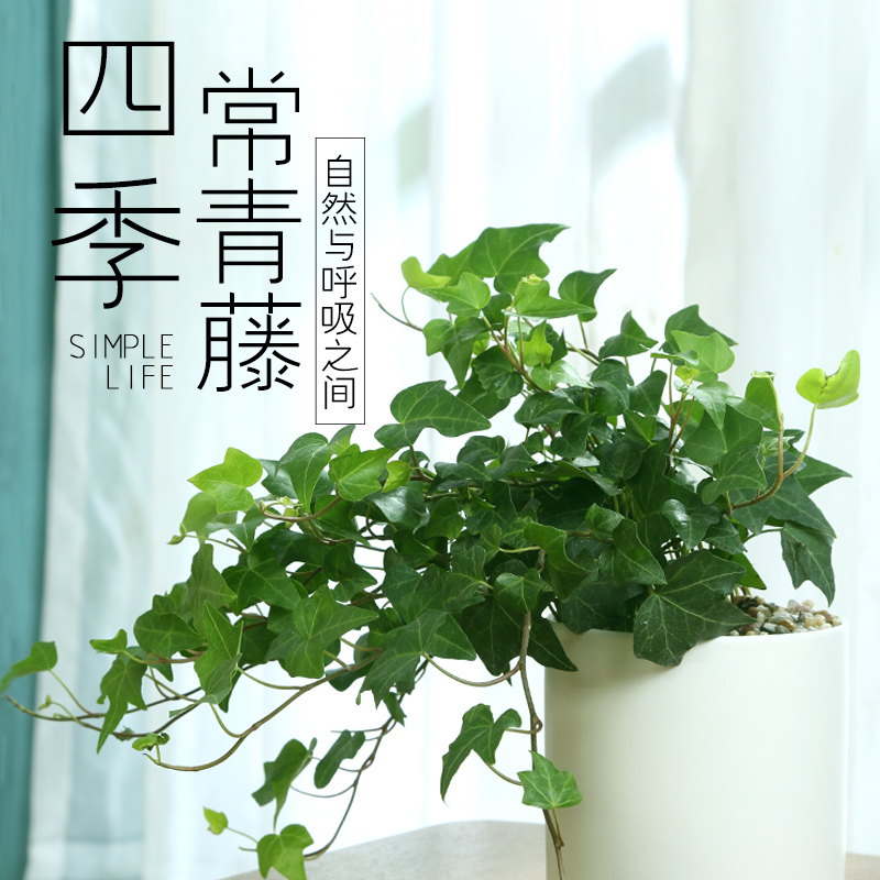 淘寶美工毛小毛綠植四季常青藤主圖作品