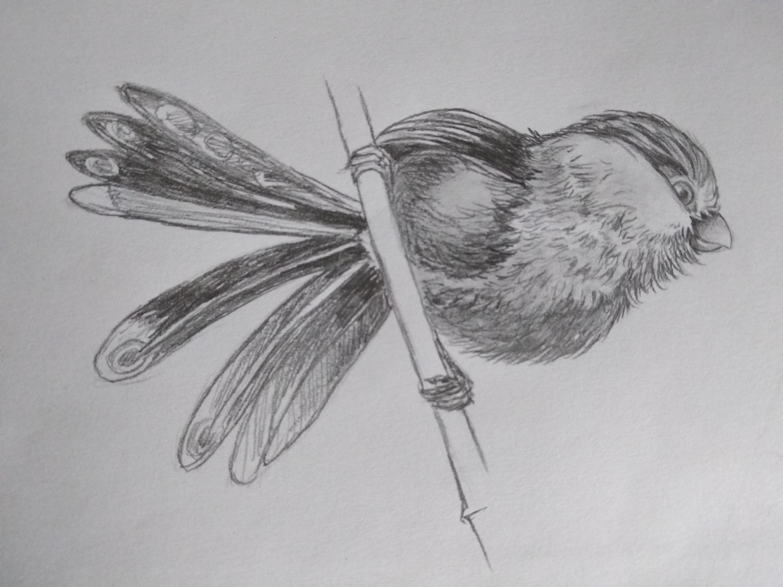 淘宝美工陈庚华手绘铅笔作品作品