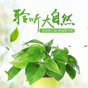 盆栽简约详情页