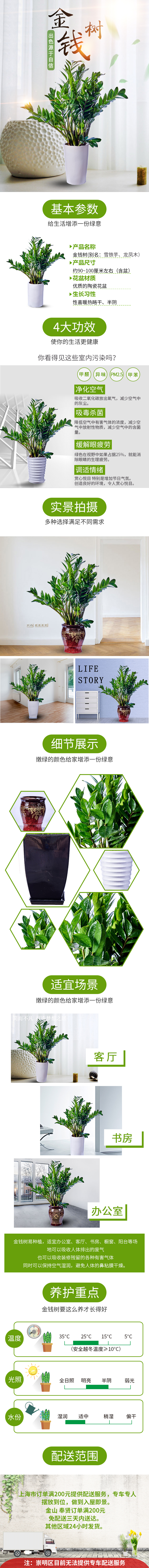 淘寶美工櫻花綠植物凈化空氣裝飾金錢樹作品