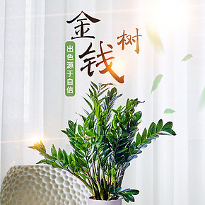 绿植物净化空气装饰金钱树