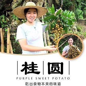 桂圓肉詳情圖 主圖