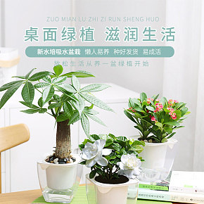 栀子花卉盆栽发财树富贵竹文竹植物多肉芦荟详情页