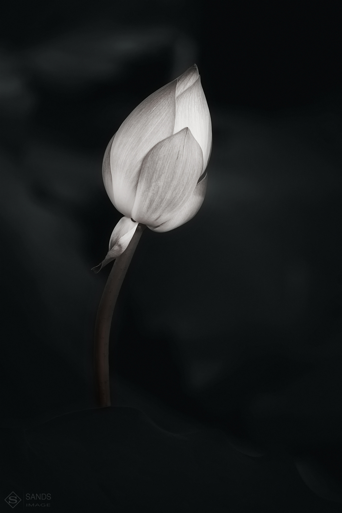 淘宝美工y185514静物写真练习02作品