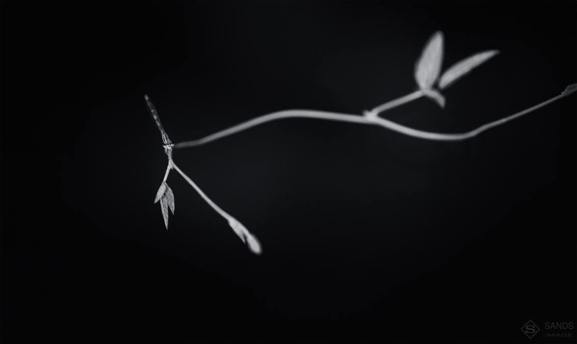 淘宝美工y185514静物写真练习03作品