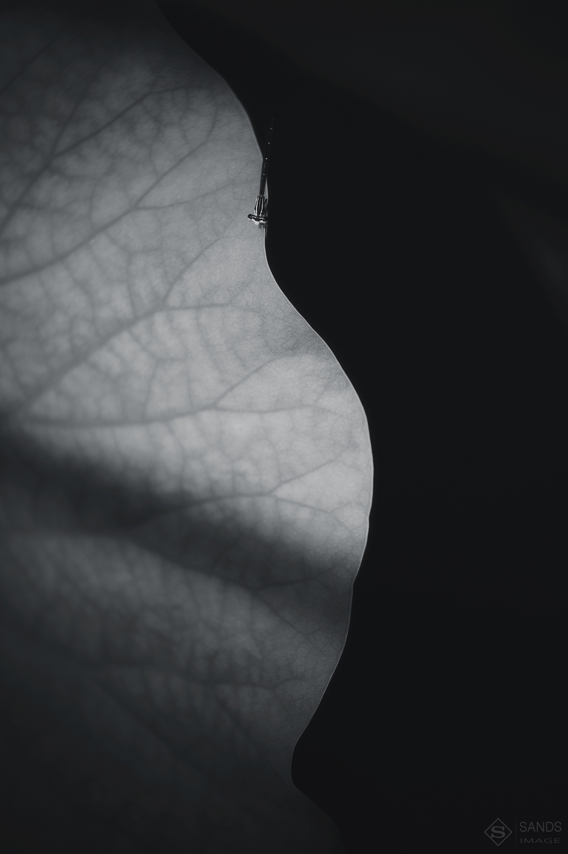 淘宝美工y185514静物写真练习04作品