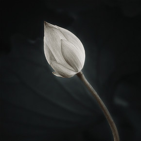 静物写真练习01