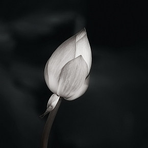 静物写真练习02