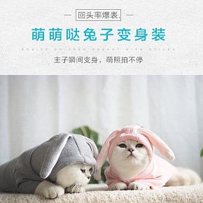 可愛小兔子寵物詳情
