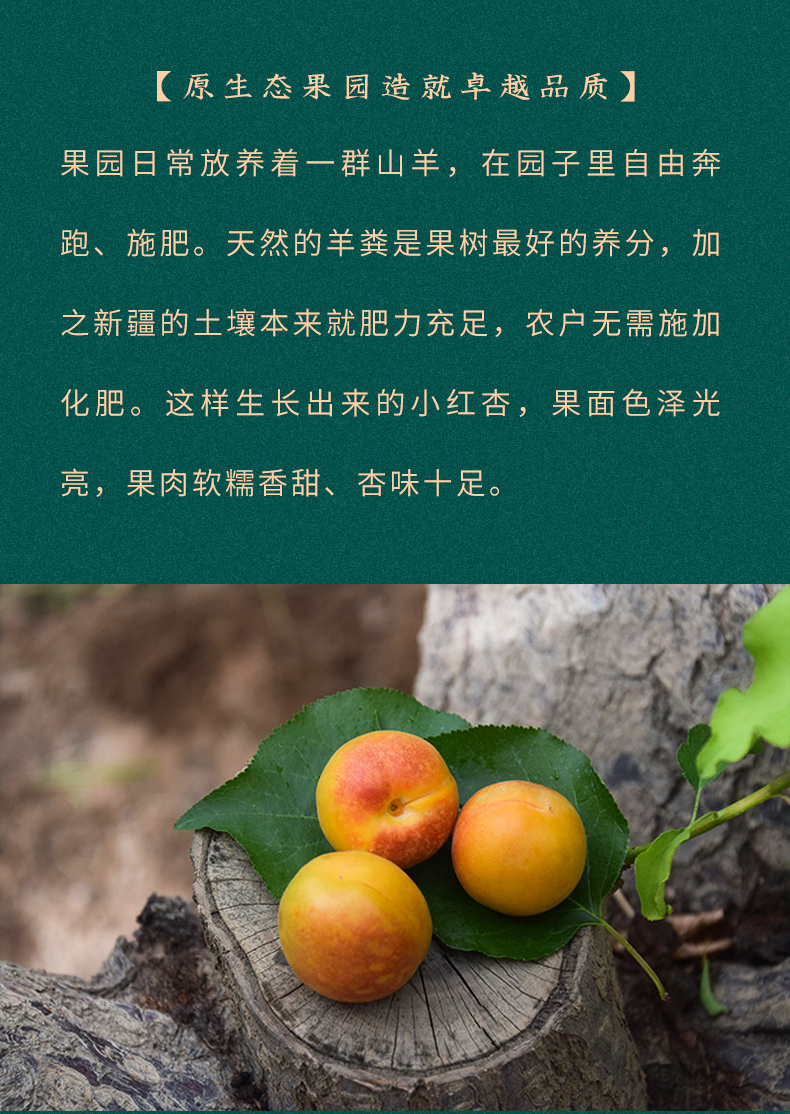 淘寶美工南小南覓疆南新疆小紅杏佟麗婭推薦作品