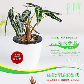 时尚吸水盆栽