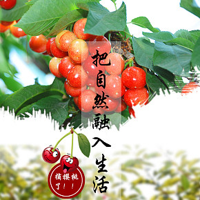自燃清甜美味可口大个樱桃