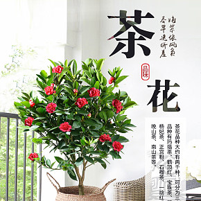四季茶花盆栽花卉详情页.jpg