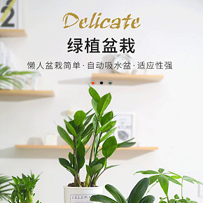 水培發(fā)財(cái)樹植物室內(nèi)綠植詳情頁(yè).jpg