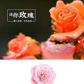 粉红玫瑰详情页