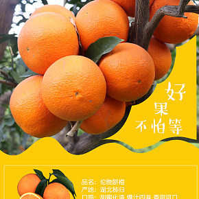 食品保健水果橙子详情页